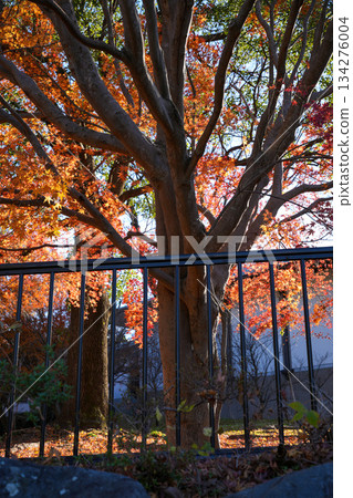 神宮美術館庭園秋葉 134276004