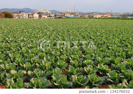三浦半島春甘藍田 春甘藍 三浦半島春甘藍田 春甘藍 134276032