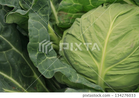 Spring cabbage fields Miura Peninsula cabbage fields Spring cabbage 134276033