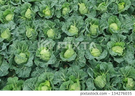 Spring cabbage fields Miura Peninsula cabbage fields Spring cabbage 134276035