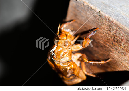 Cicada shell 134276084