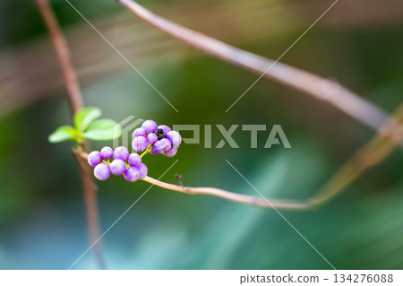 Murasakikibu Murasakikibu 134276088