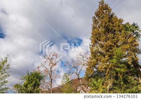 A large coniferous tree standing on the slopes of Mount Kiriyama, Kasagi Town, Kyoto Prefecture A large coniferous tree standing on the slopes of Mount Kiriyama, Kasagi Town, Kyoto Prefecture 134276101