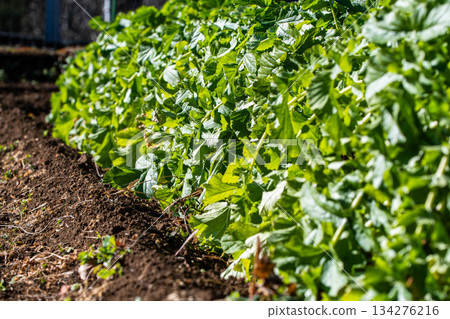 生長旺盛的蘿蔔葉 134276216