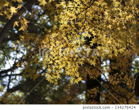 Maple leaf colored yellow Maple leaf colored yellow 134276424