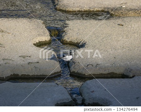 白鶺鴒沿著河壩漫步 白鶺鴒沿著河壩漫步 134276494