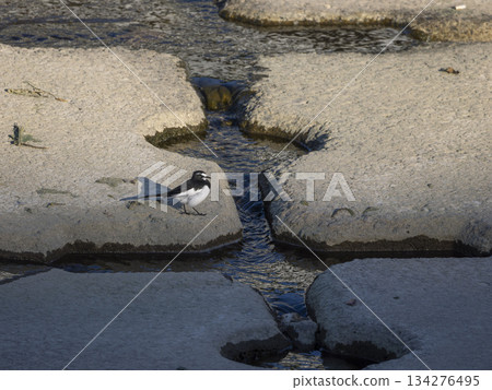 White Wagtail walking along a river dam 134276495