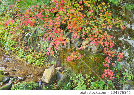 Ohara秋葉 134276545