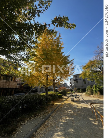 Blue sky, ginkgo trees and a mamachari bicycle Blue sky, ginkgo trees and a mamachari bicycle 134276560