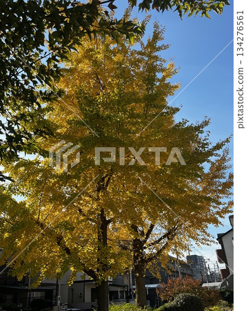 Golden ginkgo Golden ginkgo 134276561