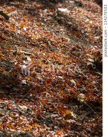 Fallen autumn leaves spreading all over the place 134276583