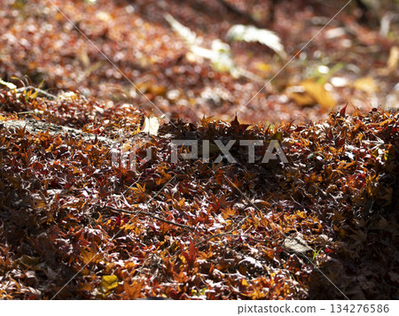 Fallen autumn leaves spreading all over the place 134276586