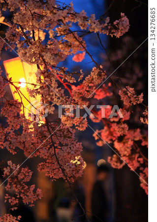 Illuminated cherry blossoms in full bloom: Cherry blossoms at night in Ueno Park Illuminated cherry blossoms in full bloom: Cherry blossoms at night in Ueno Park 134276685