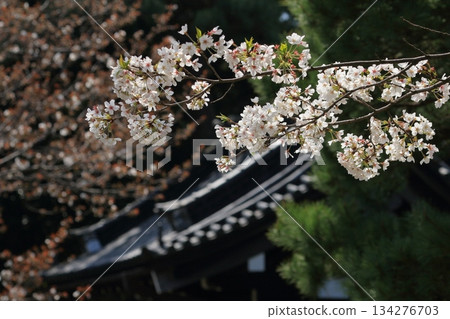 Cherry blossoms in full bloom signal the arrival of spring in Japan Cherry blossoms in full bloom signal the arrival of spring in Japan 134276703