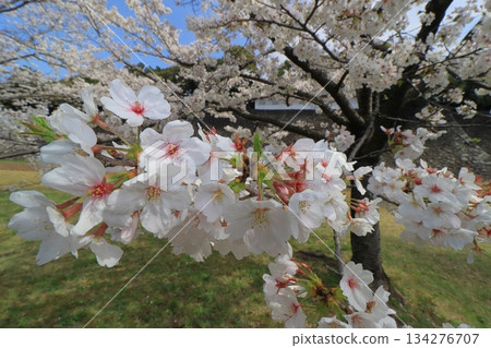 Cherry blossoms in full bloom signal the arrival of spring in Japan Cherry blossoms in full bloom signal the arrival of spring in Japan 134276707