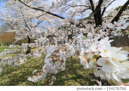 Cherry blossoms in full bloom signal the arrival of spring in Japan 134276708