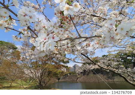 Cherry blossoms in full bloom signal the arrival of spring in Japan 134276709