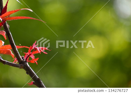 Fresh young maple buds 134276727