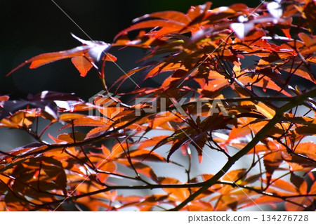 Fresh young maple buds Fresh young maple buds 134276728
