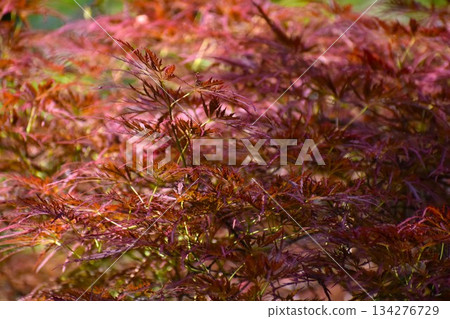 Fresh young maple buds 134276729