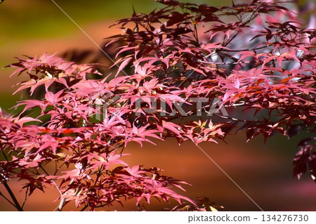 新鮮的嫩楓樹芽 134276730