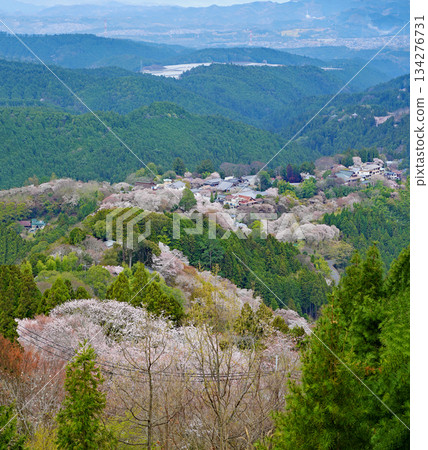 奈良吉野千櫻 奈良吉野千櫻 134276731