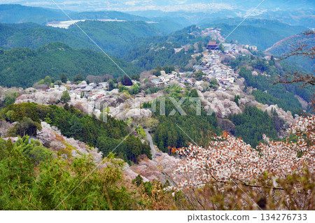 The Thousand Cherry Blossoms of Yoshino, Nara The Thousand Cherry Blossoms of Yoshino, Nara 134276733