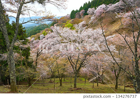 奈良吉野千櫻 134276737