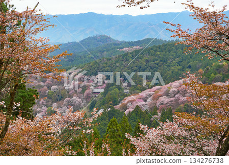 奈良吉野千櫻 奈良吉野千櫻 134276738