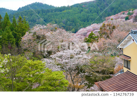 奈良吉野千櫻 134276739