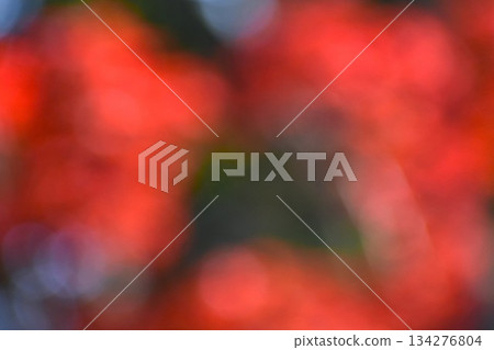 Background material made of fresh young maple buds Background material made of fresh young maple buds 134276804