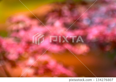 背景材料由新鮮的嫩楓樹芽製成 134276807