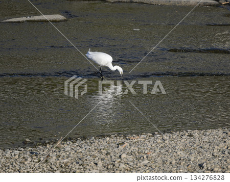 A little egret catching a fish in the Inagawa River 134276828