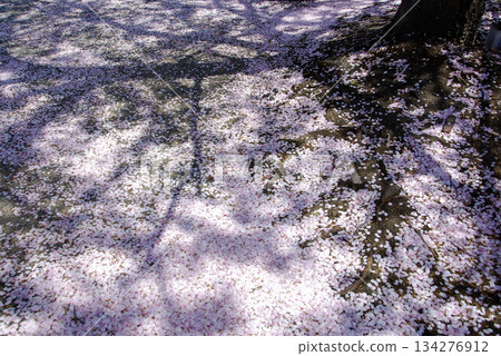 Cherry blossom petals scattered on the ground 134276912