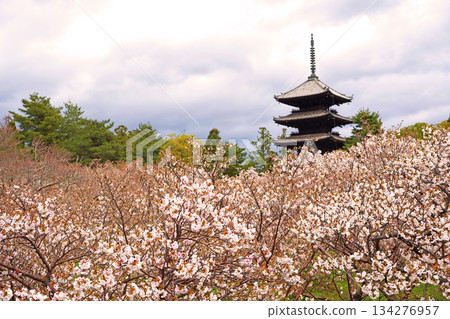 A five-storied pagoda surrounded by cherry blossoms A five-storied pagoda surrounded by cherry blossoms 134276957