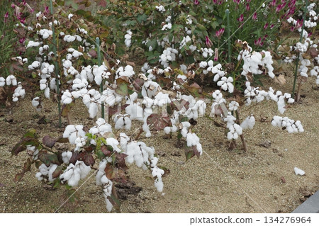 公園裡的棉花樹 134276964