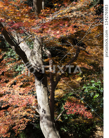 五月山楓樹的秋葉呈現橘色 五月山楓樹的秋葉呈現橘色 134276983