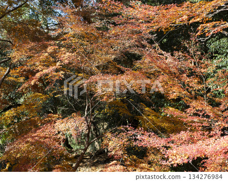 五月山楓樹的秋葉呈現橘色 五月山楓樹的秋葉呈現橘色 134276984