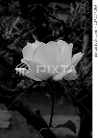 黑白玫瑰花 134277064