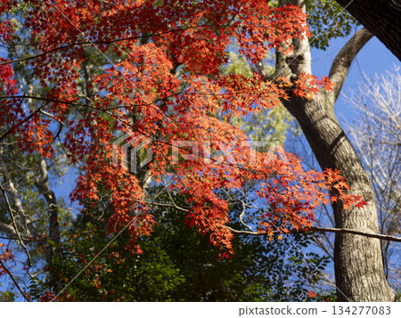 Vivid autumn leaves of Satsukiyama maple trees 134277083