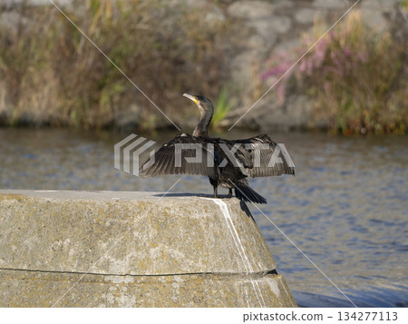 A cormorant spreading its wings to dry 134277113