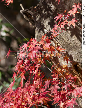 Autumnal maple leaves on Satsukiyama 134277175