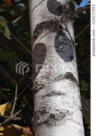 Birch tree trunk and leaf shadow 134277203