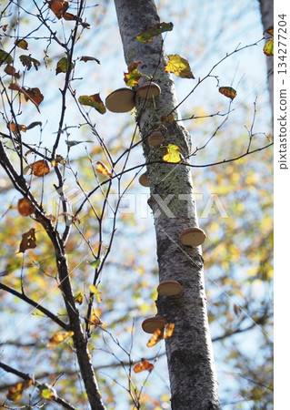 White birch and blue sky of Yachiho Plateau 134277204