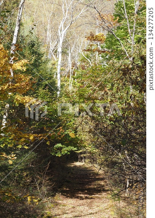Birch Path of Yachiho Plateau 134277205