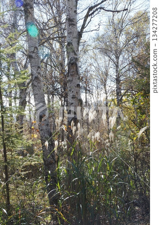 Birch and silver grass of Yachiho Plateau 134277208