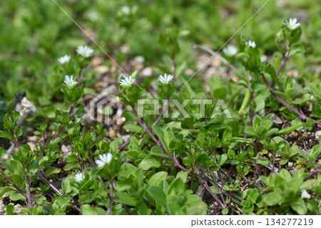 Small flowers blooming in the spring field 134277219