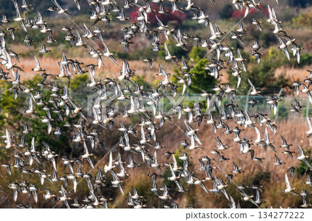 A flock of Tomoe ducks covering the sky 134277222