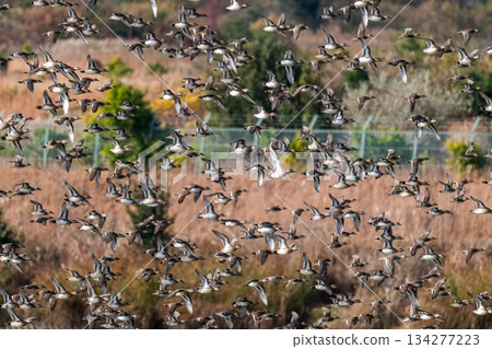 A flock of Tomoe ducks covering the sky A flock of Tomoe ducks covering the sky 134277223