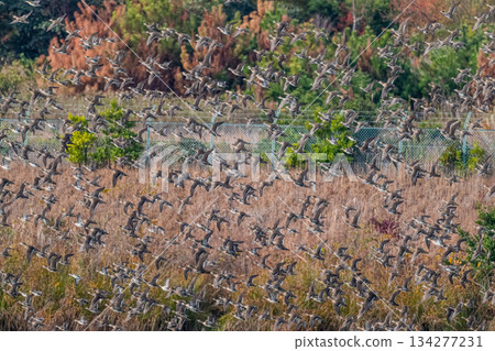 A flock of Tomoe ducks covering the sky A flock of Tomoe ducks covering the sky 134277231